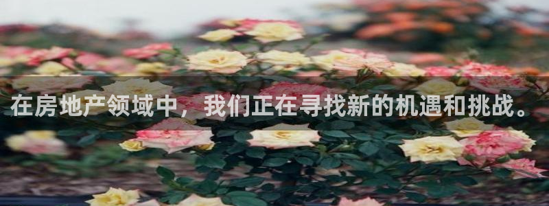 新宝集团新宝5：在房地产领域中，我们正在寻找新的机遇和挑战。