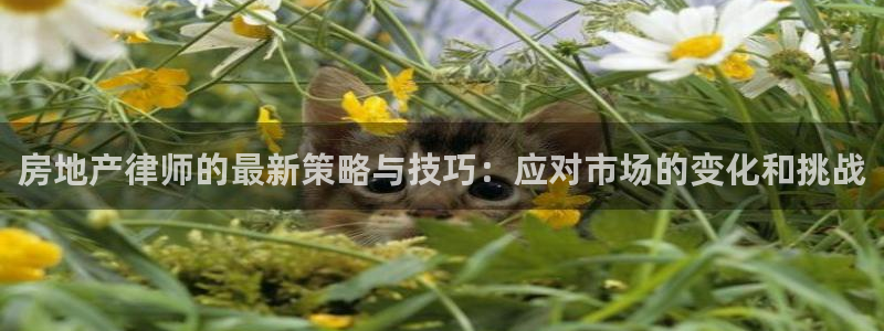 新宝5登录平台：房地产律师的最新策略与技巧：应对市场的变化和