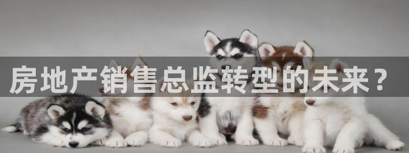 新宝5平台登陆：房地产销售总监转型的未来？