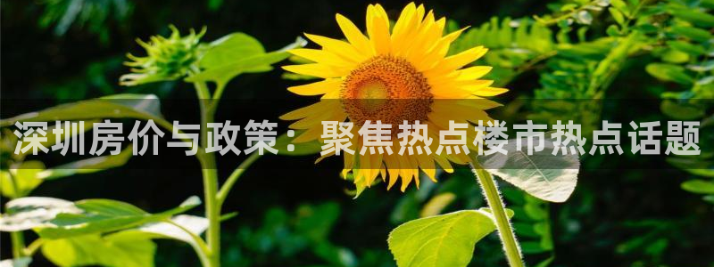 有人知道新宝5么：深圳房价与政策：聚焦热点楼市热点话题