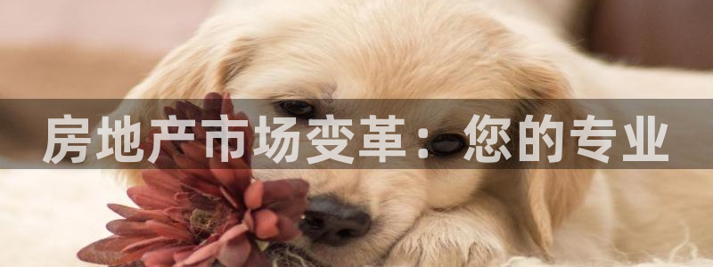 新宝5直属：房地产市场变革：您的专业