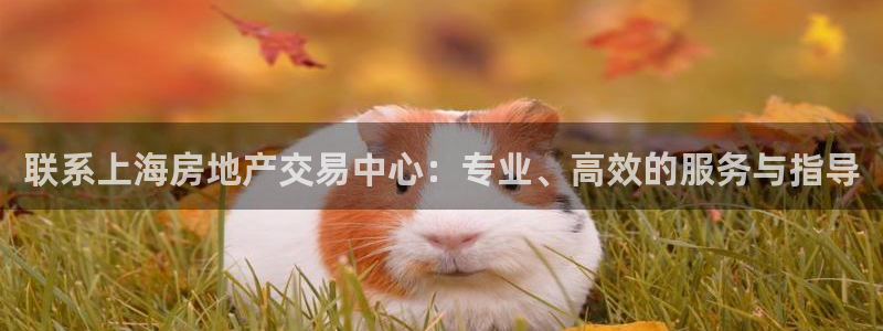新宝5源码：联系上海房地产交易中心：专业、高效的服务与指导