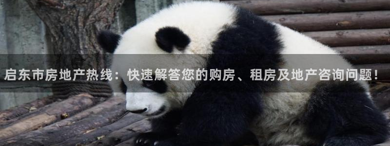 新宝5月：启东市房地产热线：快速解答您的购房、租房及地产咨询